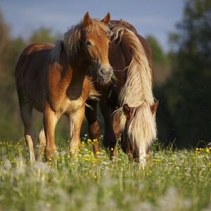 Превью обои лошадь, кони, жеребец, трава, еда, прогулка