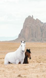 Превью обои лошадь, лошади, животные, скалы, песок