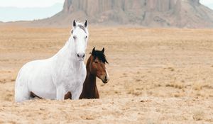 Превью обои лошадь, лошади, животные, скалы, песок