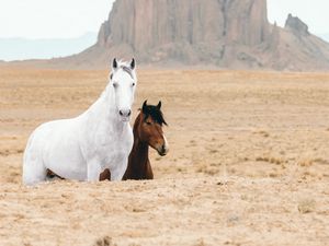 Превью обои лошадь, лошади, животные, скалы, песок