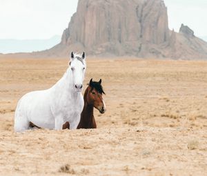 Превью обои лошадь, лошади, животные, скалы, песок