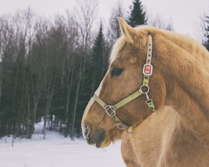 Превью обои лошадь, морда, грива