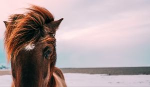 Превью обои лошадь, морда, грива, глаза