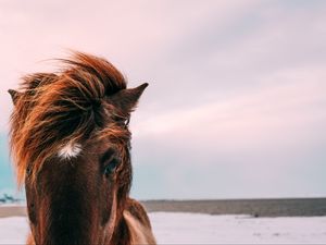 Превью обои лошадь, морда, грива, глаза