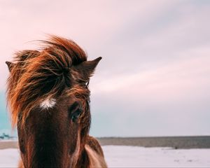 Превью обои лошадь, морда, грива, глаза