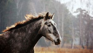 Превью обои лошадь, морда, пятнистый