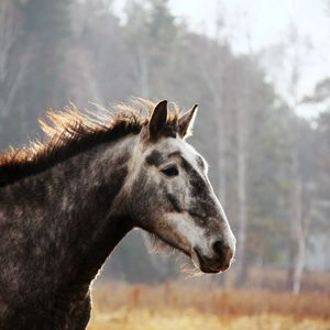 Превью обои лошадь, морда, пятнистый