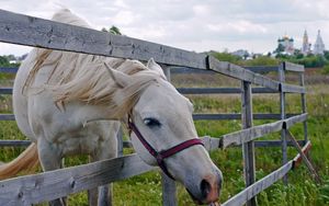 Превью обои лошадь, ограда, трава, загон