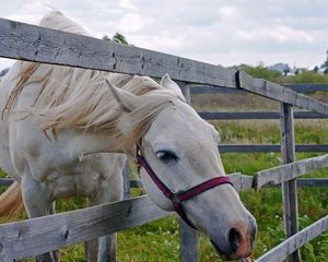 Превью обои лошадь, ограда, трава, загон