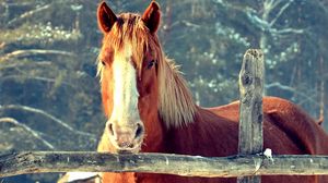 Превью обои лошадь, ограда, забор, морда, голова, пастбище