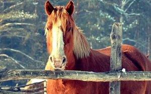 Превью обои лошадь, ограда, забор, морда, голова, пастбище