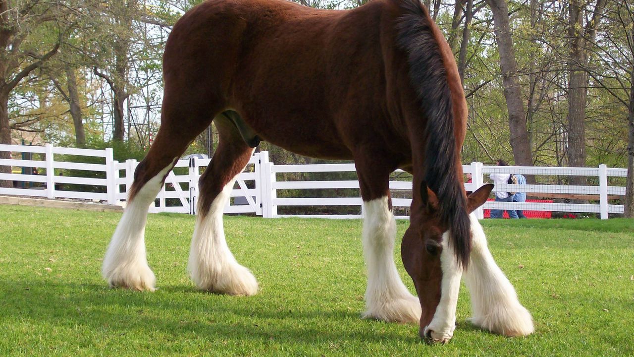 Обои лошадь, окрас, трава, забор, конюшня, еда, прогулка
