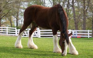 Превью обои лошадь, окрас, трава, забор, конюшня, еда, прогулка