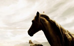 Превью обои лошадь, пара, бег, небо