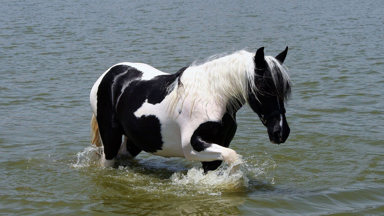 Обои лошадь, пятнистый, прогулка, красивый, река