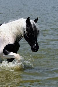 Превью обои лошадь, пятнистый, прогулка, красивый, река