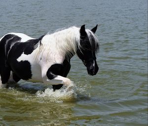 Превью обои лошадь, пятнистый, прогулка, красивый, река