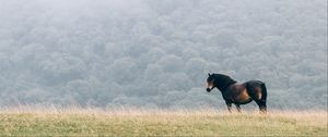 Превью обои лошадь, поле, грива, ветер