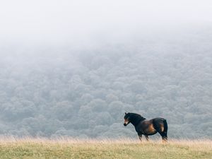 Превью обои лошадь, поле, грива, ветер