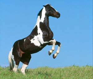 Превью обои лошадь, поле, трава, прыжок, красивый