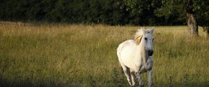 Превью обои лошадь, поле, трава, бежать