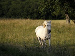 Превью обои лошадь, поле, трава, бежать