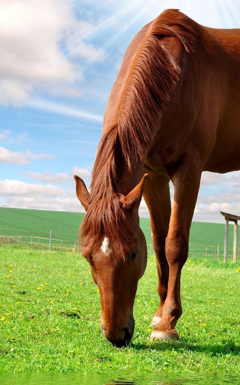 Поставь лошадки. Лошади. Животные лошади. Красивые лошади. Красивая коричневая лошадь.