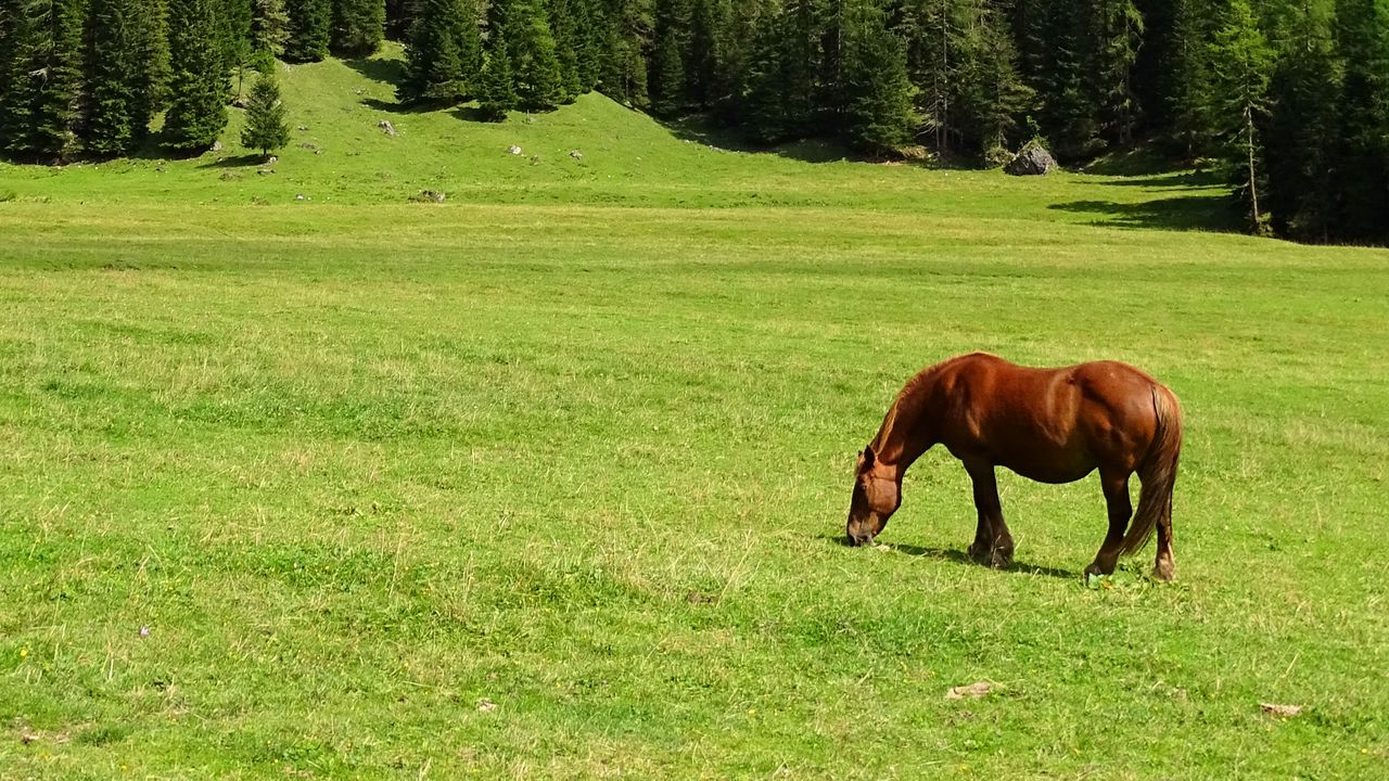 Обои лошадь, поле, трава, деревья, гора