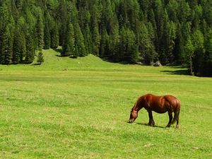 Превью обои лошадь, поле, трава, деревья, гора