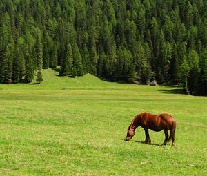 Превью обои лошадь, поле, трава, деревья, гора