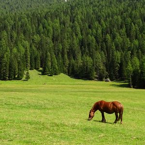 Превью обои лошадь, поле, трава, деревья, гора