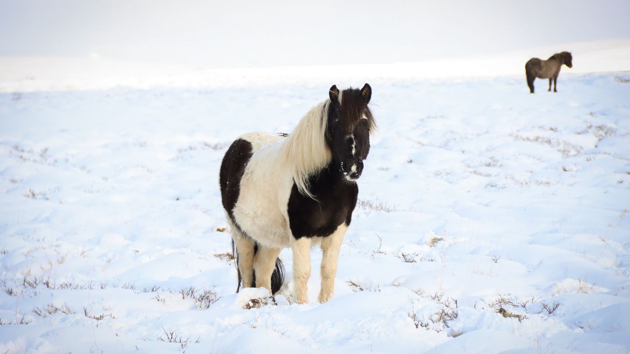Обои лошадь, пони, животное, снег, зима