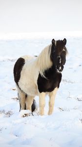 Превью обои лошадь, пони, животное, снег, зима