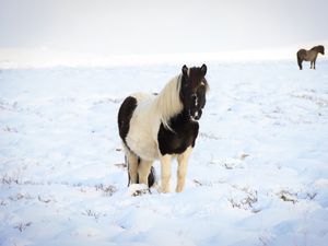 Превью обои лошадь, пони, животное, снег, зима