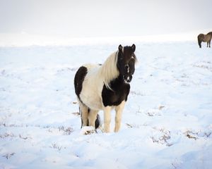 Превью обои лошадь, пони, животное, снег, зима