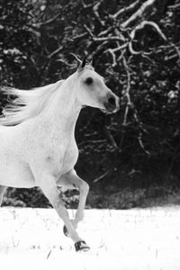 Превью обои лошадь, прыжок, грива, красивый, чб, зима