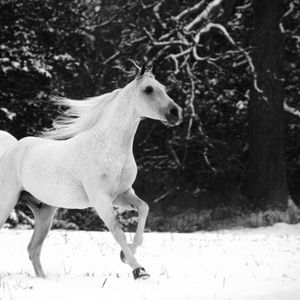 Превью обои лошадь, прыжок, грива, красивый, чб, зима