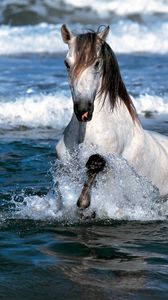Превью обои лошадь, прыжок, вода, море