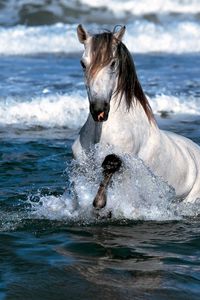 Превью обои лошадь, прыжок, вода, море