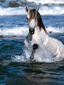 Превью обои лошадь, прыжок, вода, море