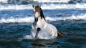 Превью обои лошадь, прыжок, вода, море