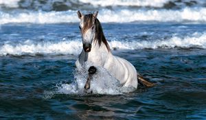 Превью обои лошадь, прыжок, вода, море
