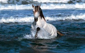 Превью обои лошадь, прыжок, вода, море