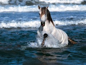 Превью обои лошадь, прыжок, вода, море