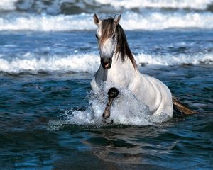 Превью обои лошадь, прыжок, вода, море