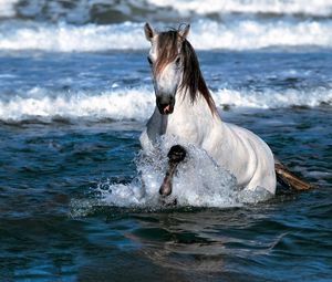 Превью обои лошадь, прыжок, вода, море