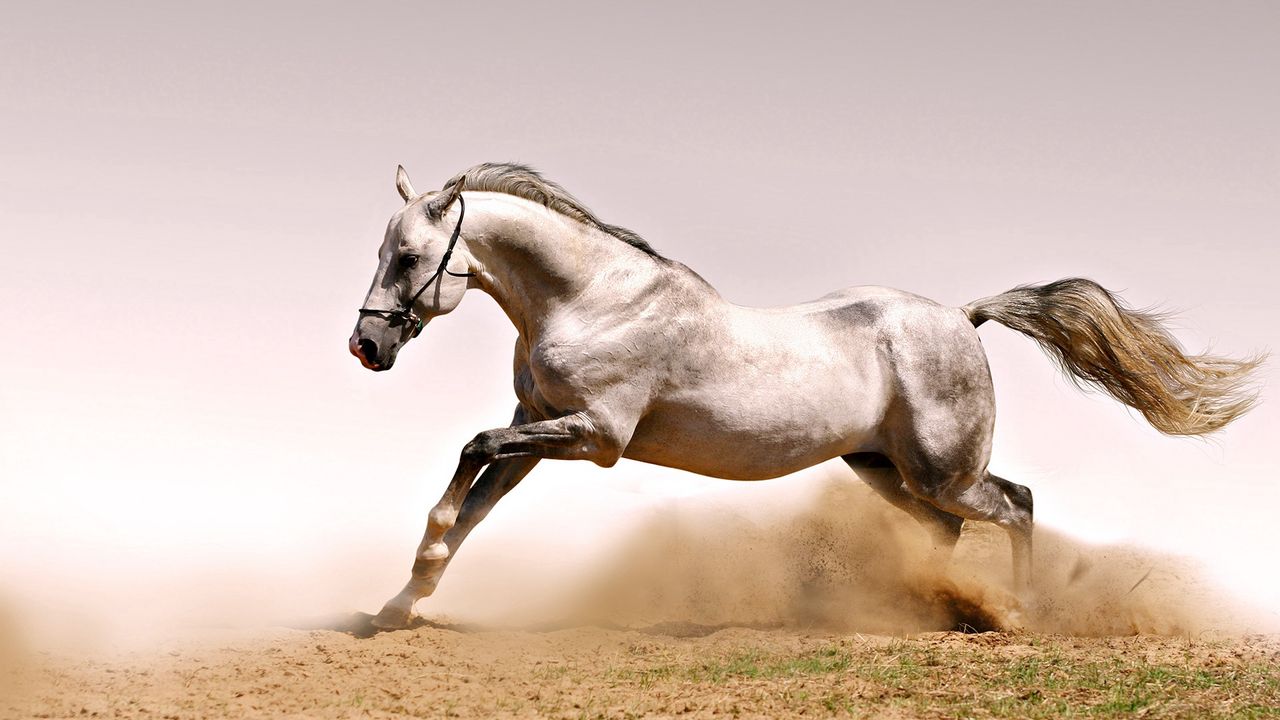 Обои лошадь, пыль, трава, прыжок