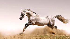Превью обои лошадь, пыль, трава, прыжок