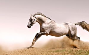 Превью обои лошадь, пыль, трава, прыжок