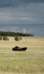 Превью обои лошадь, сенокос, пейзаж, осень, лето, простор